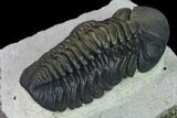 Nice, Austerops Trilobite - Visible Eye Facets #165911-4